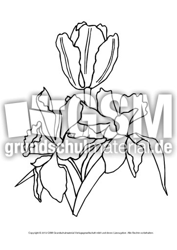 Ausmalbild-Tulpe-6.pdf